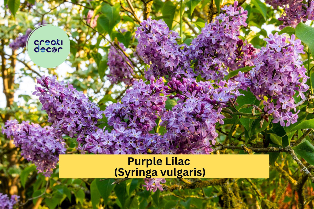 Purple Lilac Bush Plants Set of 5 Bare Root Syringa vulgaris Fragrant Spring Flowers for Gardens