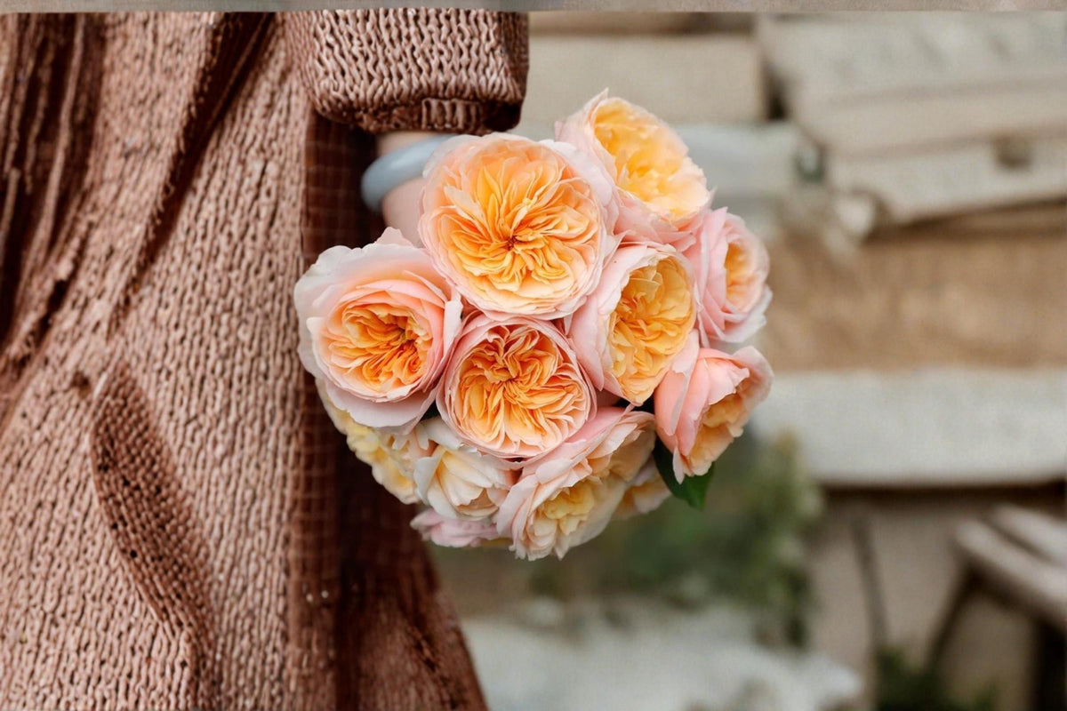 Juliet Rose Seeds, Apricot Bloom, Garden Rose, Rosa spp., Flowering Shrub, Perennial Plant