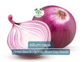 70 Seeds Red Burgundy Short Day Onion Seeds | Allium cepa | Sweet, Mild Red Onions for Home Gardens & Early Spring Planting