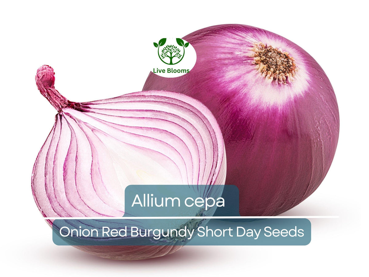 70 Seeds Red Burgundy Short Day Onion Seeds | Allium cepa | Sweet, Mild Red Onions for Home Gardens & Early Spring Planting