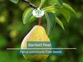 10 Bartlett Pear Tree Seeds Pyrus communis for Growing Edible Fruit, Cold-Hardy, Fast-Growing, Perfect for Gardens & Orchards