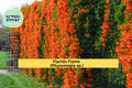 Florida Flame Physostegia Vine – Live Rooted Starter Plant, Perennial Flowering Climber, Hummingbird & Butterfly Attractant, Physostegia sp.