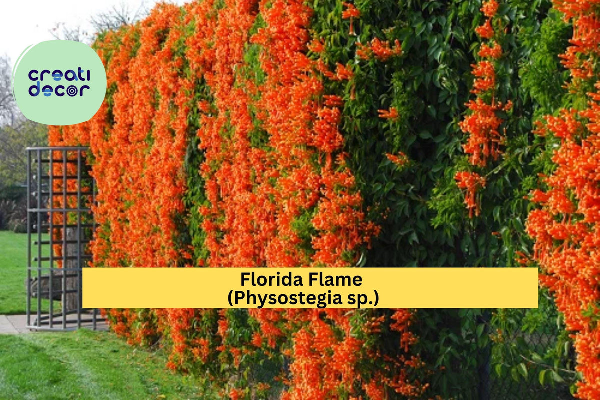 Florida Flame Physostegia Vine – Live Rooted Starter Plant, Perennial Flowering Climber, Hummingbird & Butterfly Attractant, Physostegia sp.