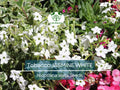 500 Jasmine Tobacco Seeds – Nicotiana alata White Fragrant Night Blooms, Heirloom, Non-GMO, Night Scented Flower Seeds