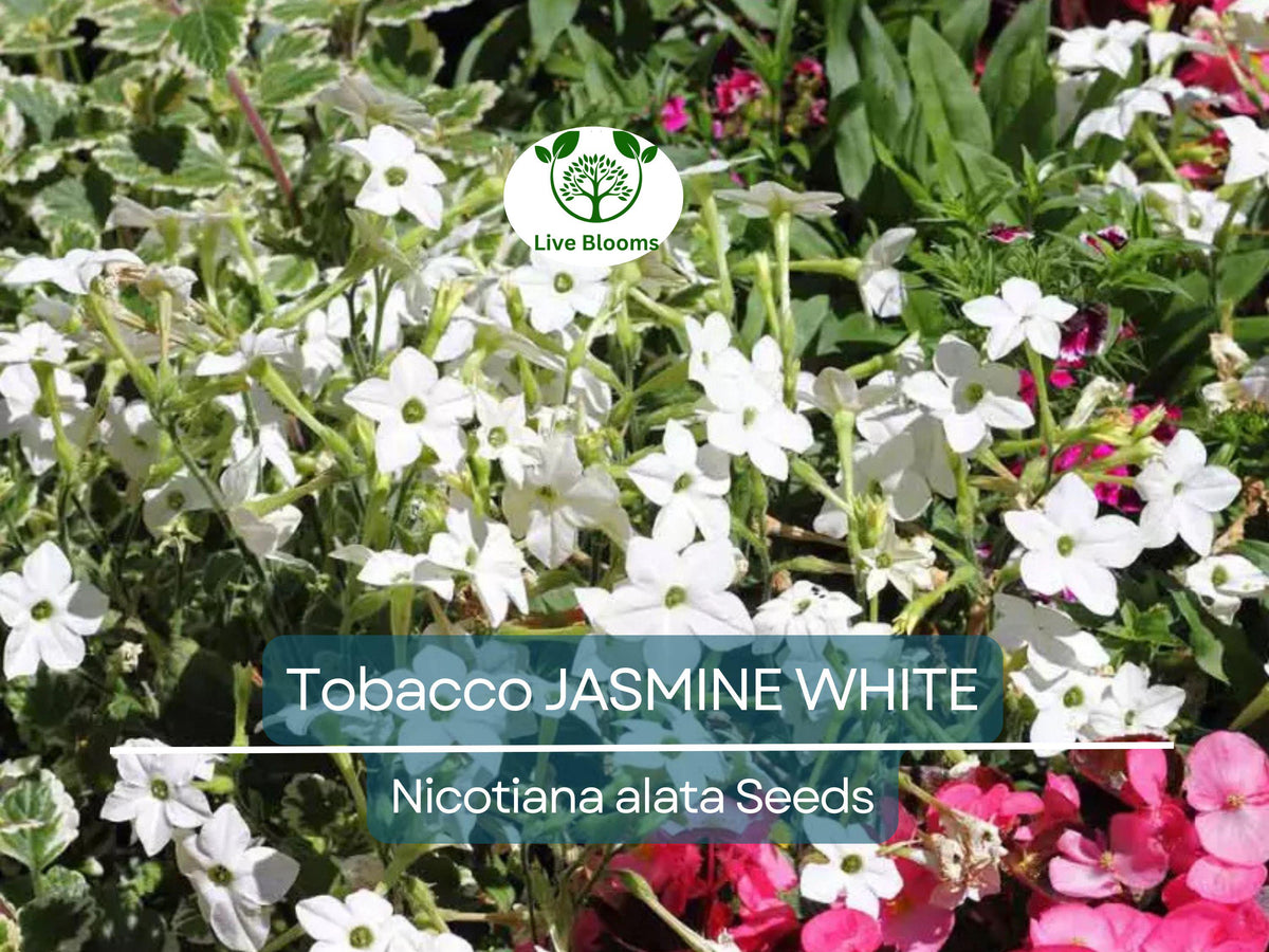 500 Jasmine Tobacco Seeds – Nicotiana alata White Fragrant Night Blooms, Heirloom, Non-GMO, Night Scented Flower Seeds