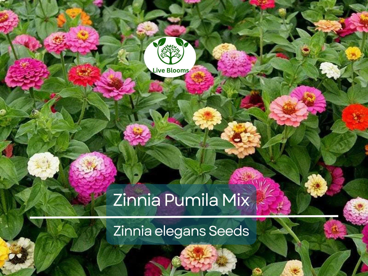 200 Zinnia elegans Pumila Mix Seeds – Heirloom, Non-GMO, Butterfly & Hummingbird Flower, Cut and Come Again, Vibrant Colors