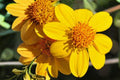 Yellowray Goldfields Seeds – Lasthenia glabrata – California Native Wildflower for Spring Blooms