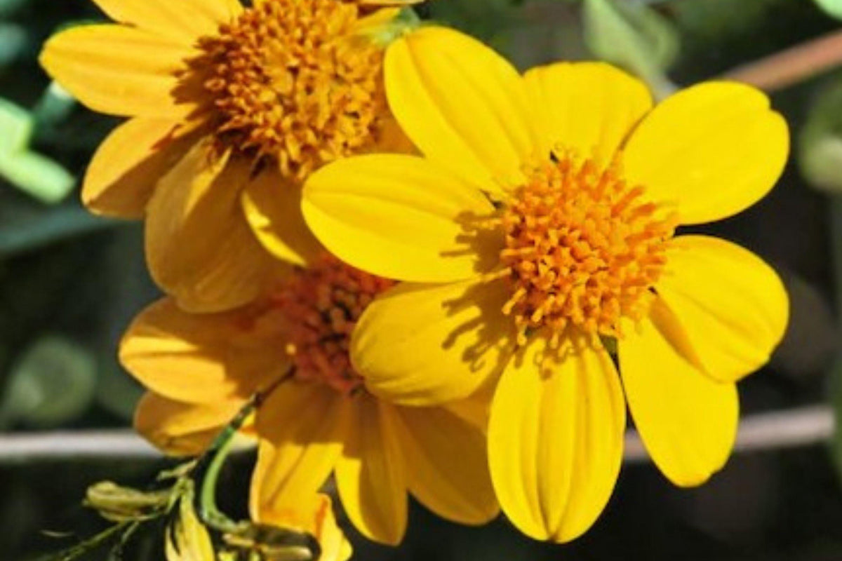 Yellowray Goldfields Seeds – Lasthenia glabrata – California Native Wildflower for Spring Blooms