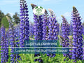 25 Seeds Lupine Perennial Blue Flowering Plant – Lupinus perennis, Pollinator-Friendly, Hardy, Easy to Grow, USDA Zones 3-9