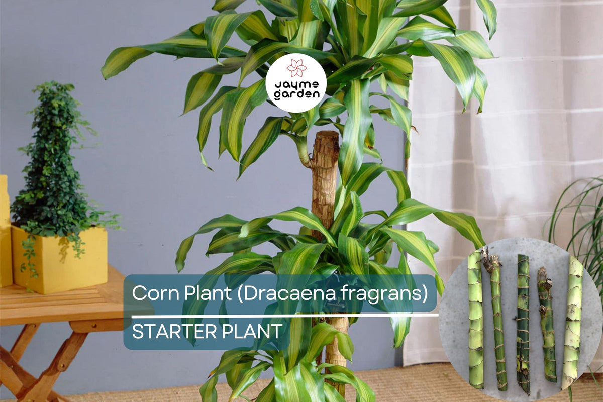 Corn Plant Cutting 6" | Dracaena fragrans Indoor Houseplant, Air Purifying, Low Light, Easy Care
