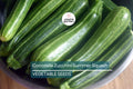 50 Cocozelle Zucchini Seeds – Heirloom Italian Summer Squash, Non-GMO, High-Yield, Tender & Flavorful, Easy to Grow