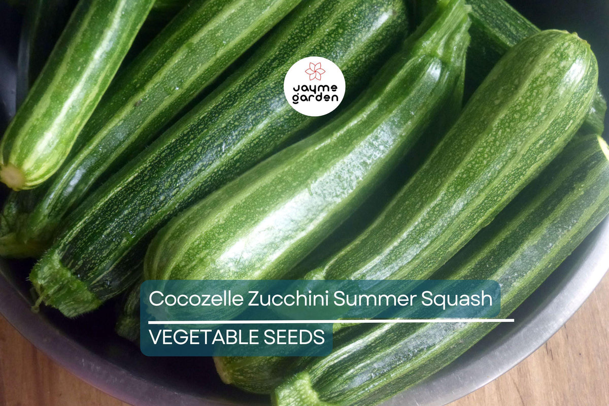 50 Cocozelle Zucchini Seeds – Heirloom Italian Summer Squash, Non-GMO, High-Yield, Tender & Flavorful, Easy to Grow