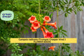 Campsis radicans Seeds – Trumpet Creeper Vine, Climbing Flower Seeds for Trellises, Fences & Gardens, 30 Pack