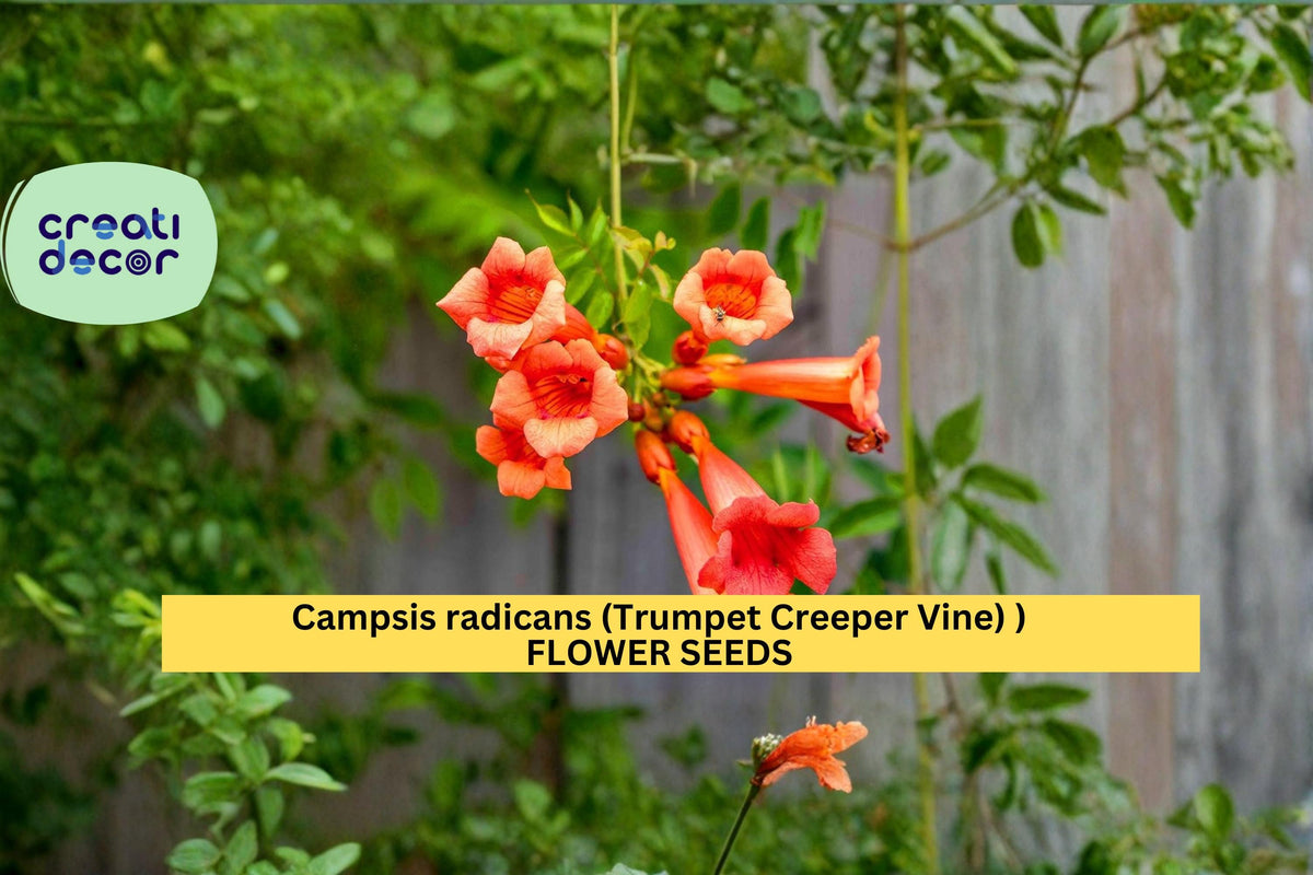 Campsis radicans Seeds – Trumpet Creeper Vine, Climbing Flower Seeds for Trellises, Fences & Gardens, 30 Pack