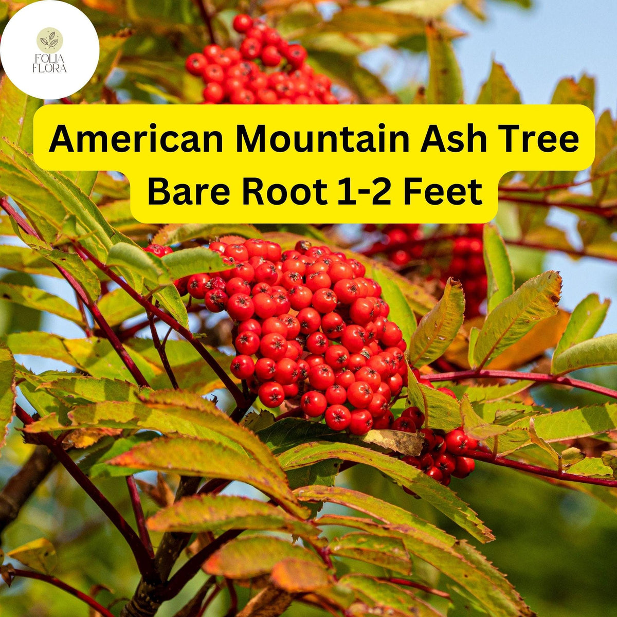 American Mountain Ash Trees 1-2 ft Bare Root, Sorbus americana, Ornamental Tree with White Flowers & Bright Berries
