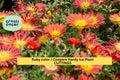 10 Ruby Ice Plant Cuttings – 6" Unrooted Succulent Stems for Rock Gardens, Slopes, Borders | Delosperma cooperi
