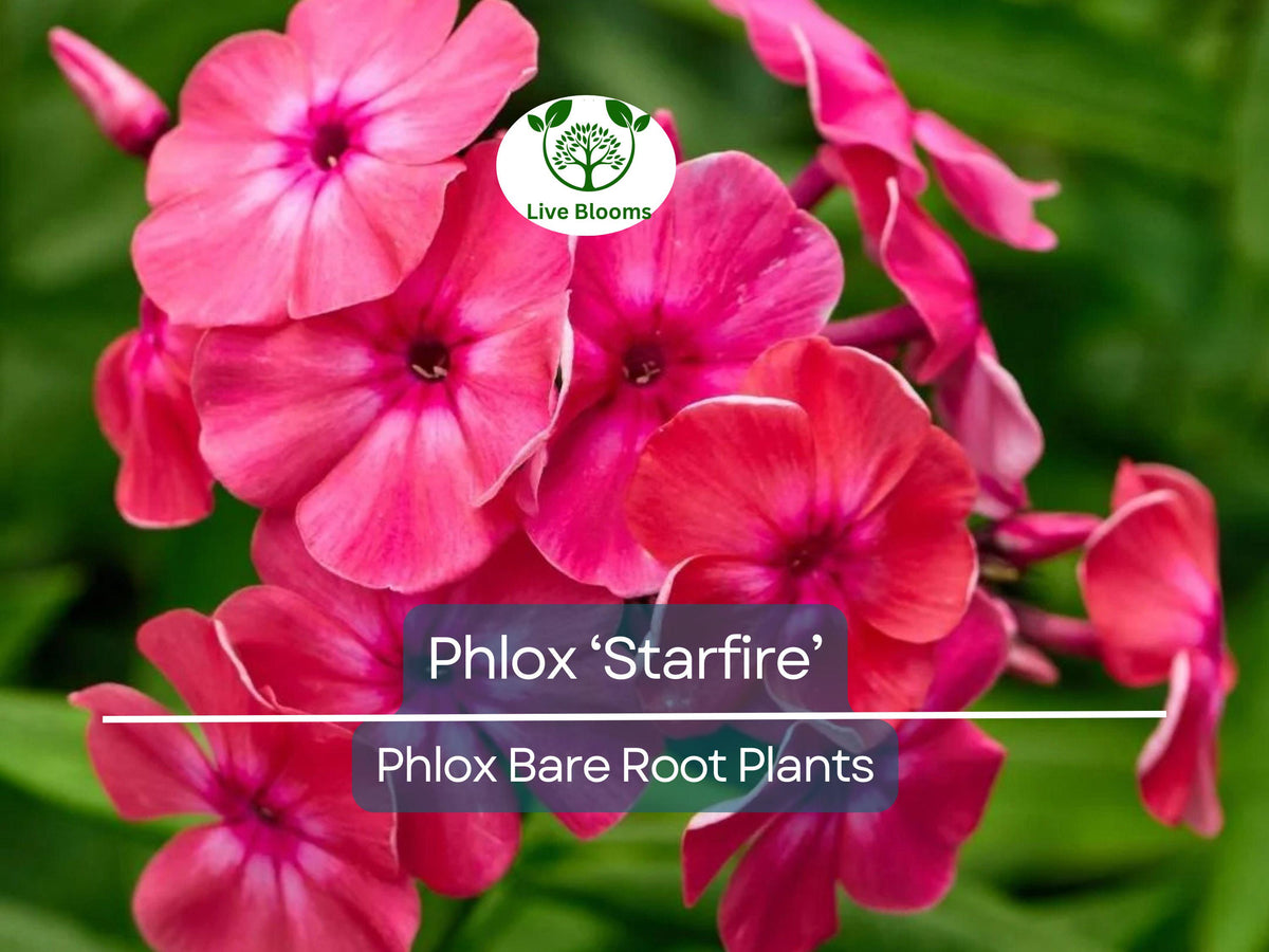 Phlox ‘Starfire’ Bare Root Plant – Bright Red Summer Flowers – Pollinator-Friendly Perennial for Borders & Gardens