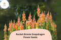 Antirrhinum majus Rocket Bronze Snapdragon Seeds – 1000+ Warm Copper-Toned Blooms for Garden & Cut Flowers