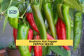 3pcs Anaheim Hot Pepper Seeds – Mild Chili Peppers for Roasting, Salsa, and Home Garden – Capsicum annuum