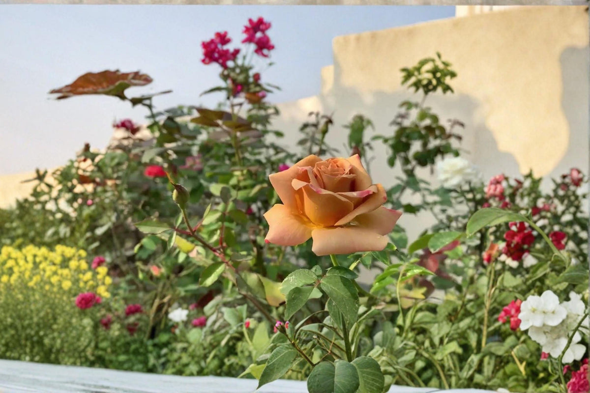 Honey Dijon Rose Cuttings 6-8" Rosa ‘Honey Dijon’ Ornamental Flowering Shrub
