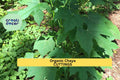 Organic Chaya Cuttings 10 Pack | Mexican Tree Spinach Starter | Cnidoscolus Aconitifolius Edible Perennial Plant