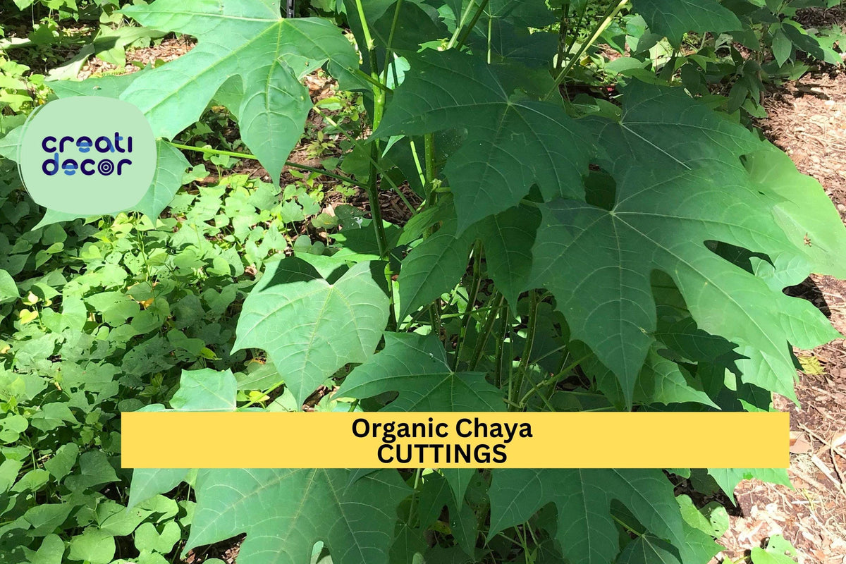 Organic Chaya Cuttings 10 Pack | Mexican Tree Spinach Starter | Cnidoscolus Aconitifolius Edible Perennial Plant