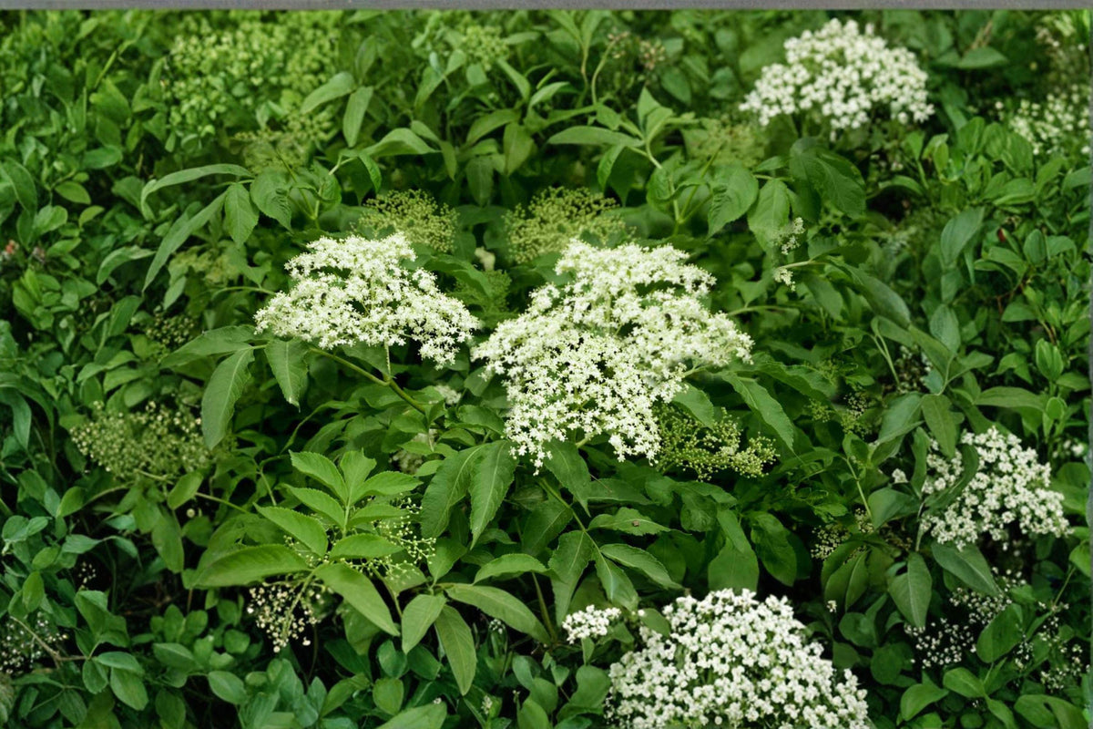 American Elderberry Seeds – Sambucus canadensis, Native Berry Shrub for Wildlife Gardens, Edible Landscaping, Pollinator Attractant