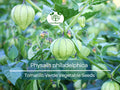 Tomatillo Verde Seeds 100mg | Physalis philadelphica | Fresh Mexican Husk Tomatoes for Salsa & Cooking