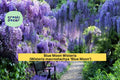 Blue Moon Wisteria Live Plant | Wisteria macrostachya Perennial Vine | Lavender-Blue Flowers, Fragrant, Hardy North American Vine