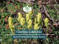 Castilleja sulphurea Seeds | Sulfur Paintbrush Wildflower for Pollinator Gardens | Native Indian Paintbrush Planting | 100 mg Seeds