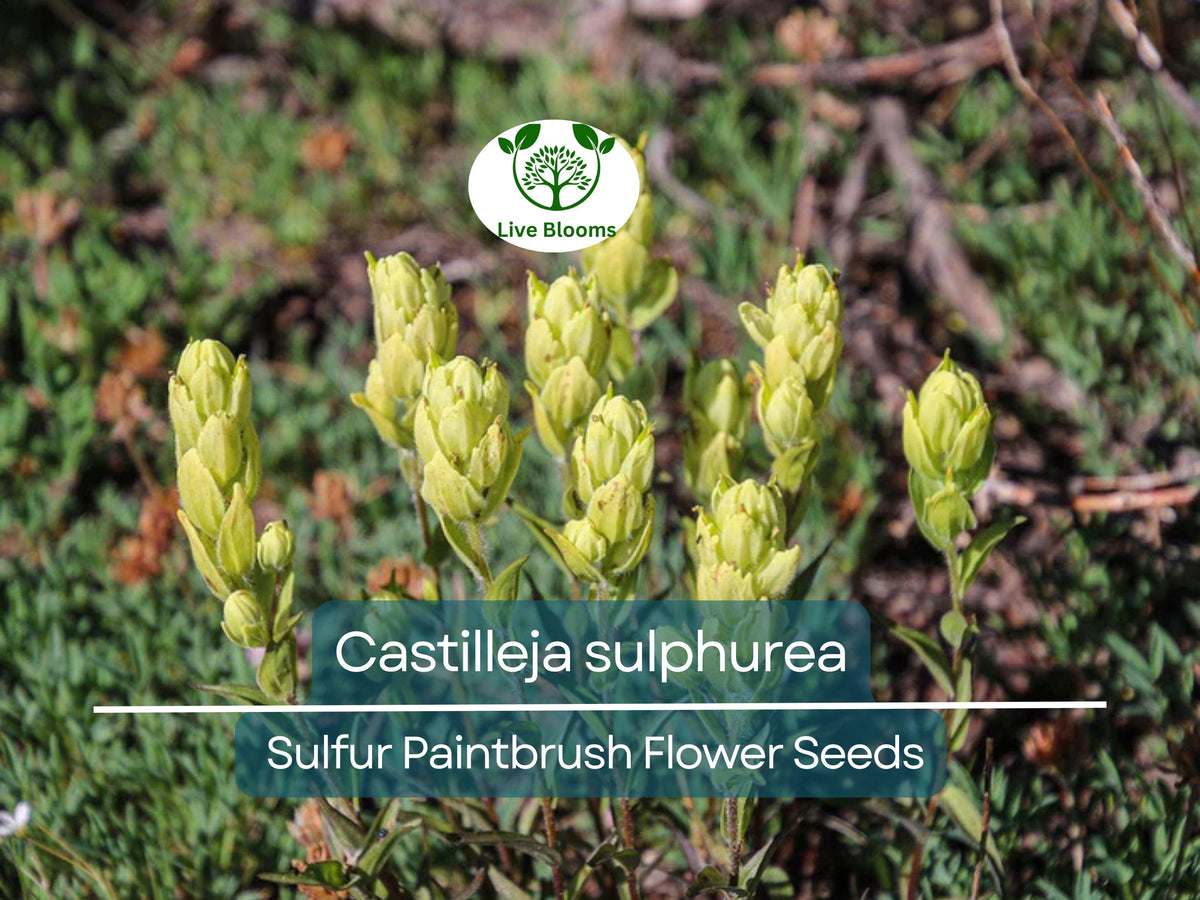 Castilleja sulphurea Seeds | Sulfur Paintbrush Wildflower for Pollinator Gardens | Native Indian Paintbrush Planting | 100 mg Seeds