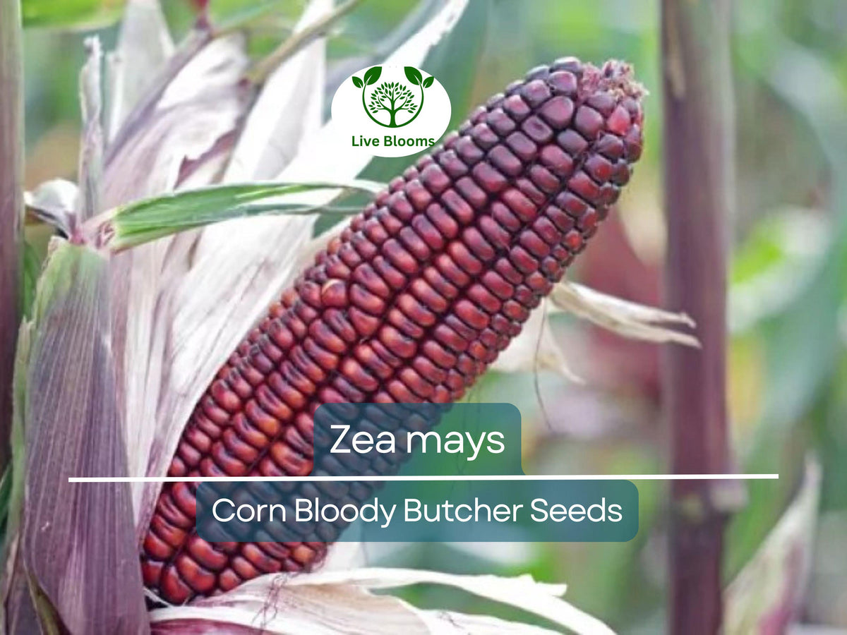 25 Seeds Corn Bloody Butcher Heirloom Zea mays Red Kernel 110-Day Garden Planting, Fresh Harvest