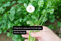 Cilantro Seeds 1g Coriandrum sativum Heirloom Non-GMO Fast-Growing Culinary Herb