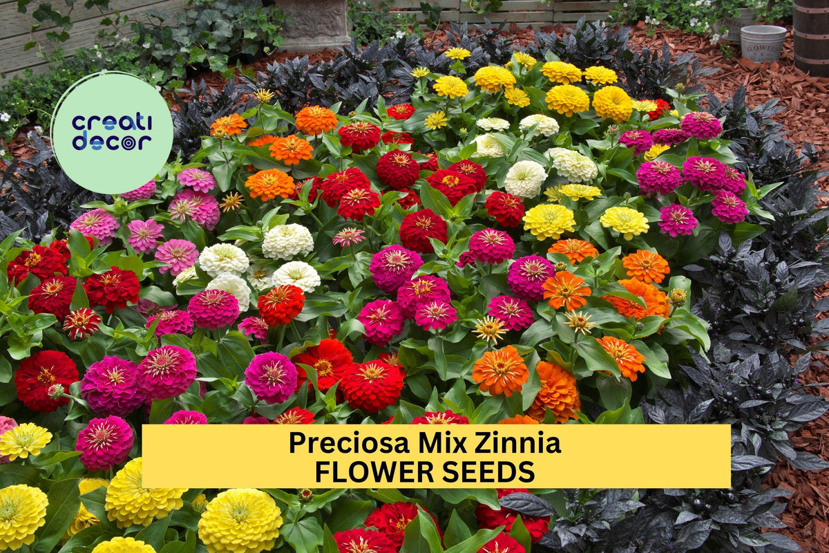 Preciosa Mix Zinnia Seeds – Vibrant Fully Double Blooms, Compact Annuals for Gardens, Containers, Borders – Zinnia elegans, 100+ Seeds