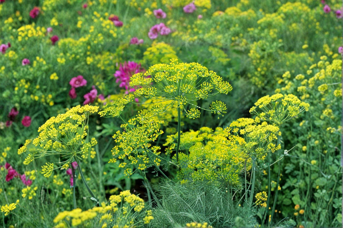 Dill Herb Seeds – Bouquet Heirloom Anethum graveolens for Pickling & Culinary Use, 700 Seeds