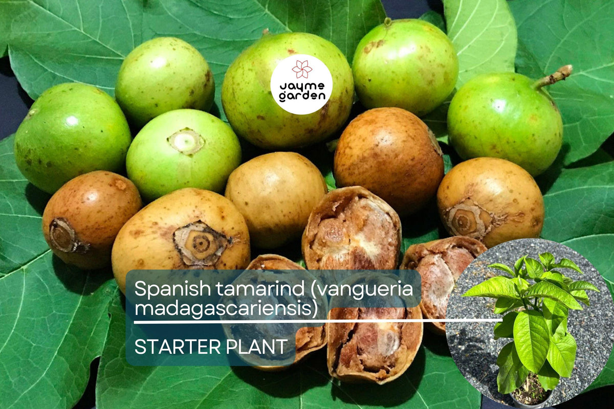 Spanish Tamarind Tree – Live Tropical Fruit Tree, 12”-24”, Ornamental & Fruiting, Vangueria madagascariensis