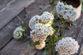 Western Yarrow Seeds – Achillea millefolium occidentalis – Native Perennial Wildflower for Pollinator Gardens & Drought Tolerance