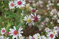 Symphyotrichum lateriflorum ‘Calico Aster’ – 100 Seeds, Native Woodland Perennial, Fall-Blooming Pollinator Plant
