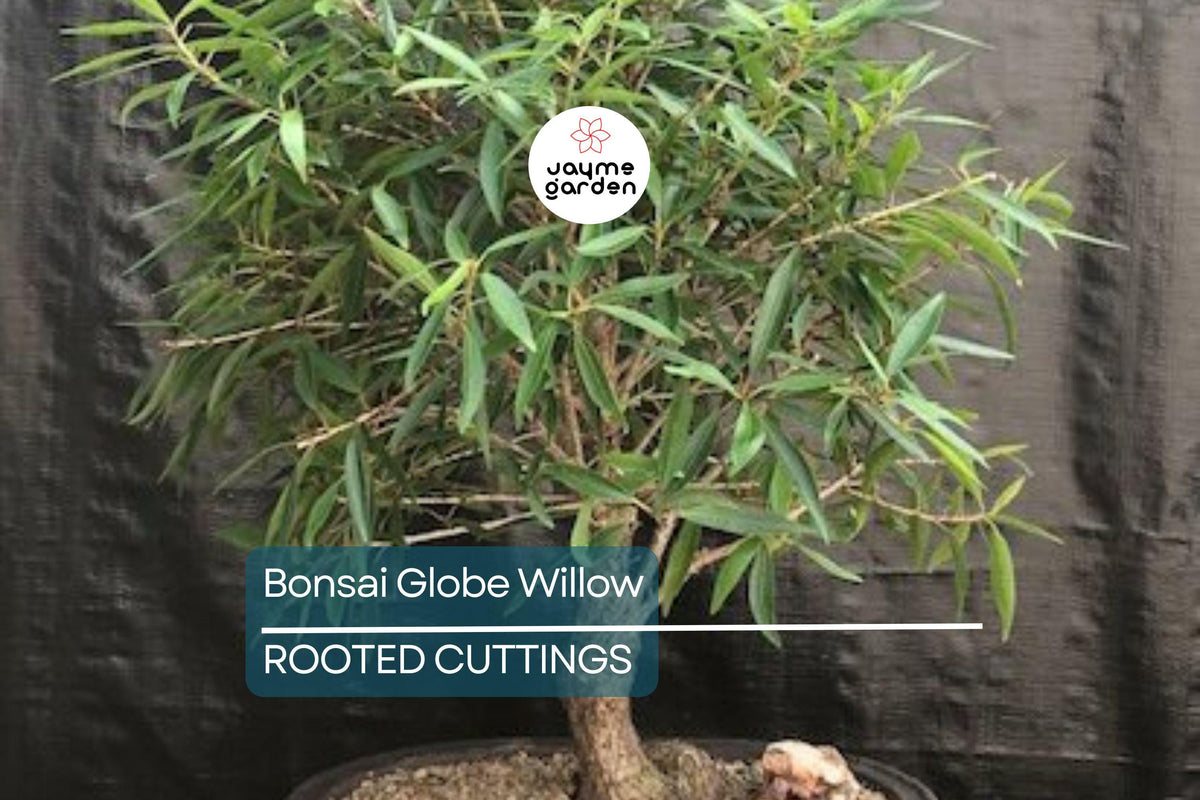 Bonsai Globe Willow Tree | Large Thick Trunk Cutting | Fast Growing, Hardy Zones 3-10 | Bare Root, Unique Round Shape