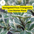 Variegated Ficus Triangularis Live Starter Plant - Rare, Easy-Care Indoor Houseplant with Creamy White Edged Leaves