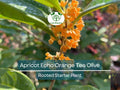Apricot Echo Osmanthus Fragrant Shrub Rooted Starter Plant | Tea Olive Osmanthus fragrans | Evergreen Garden Plant