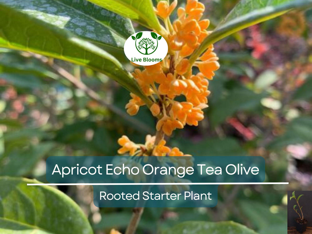 Apricot Echo Osmanthus Fragrant Shrub Rooted Starter Plant | Tea Olive Osmanthus fragrans | Evergreen Garden Plant
