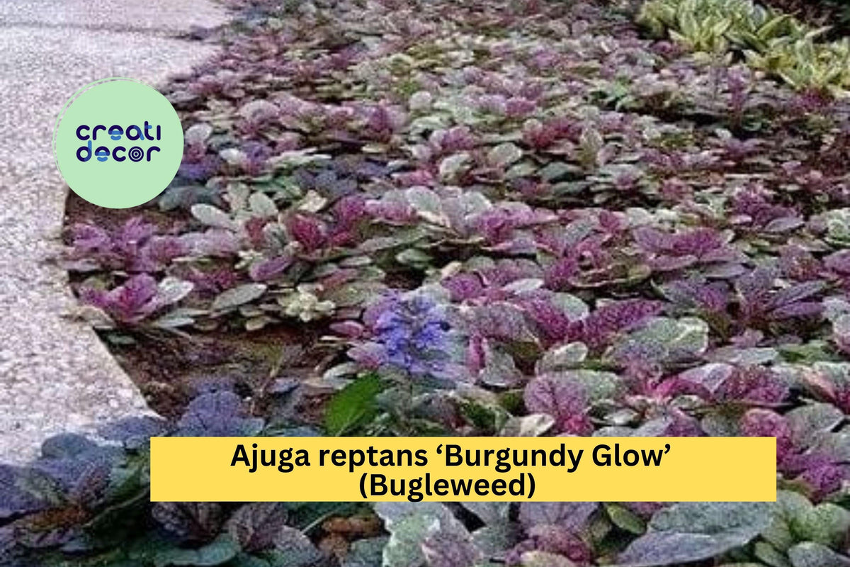 Ajuga reptans ‘Burgundy Glow’ Groundcover Perennial – 3 Live Rooted Plants with Colorful Foliage & Purple Blooms