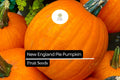 15 Seeds New England Pie Pumpkin Cucurbita pepo for Baking, Fall Harvest, Pies, and Halloween Decor