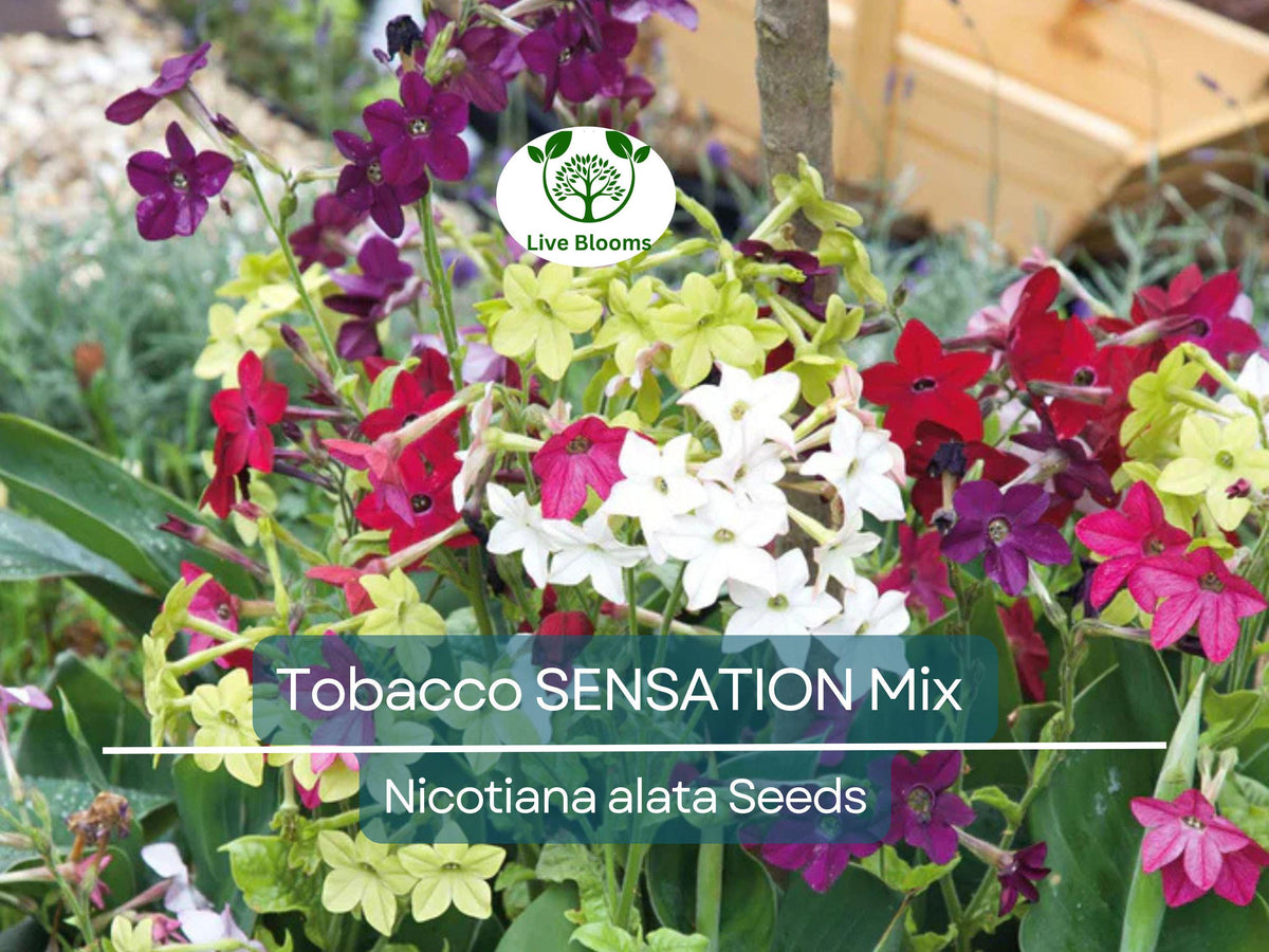 Tobacco Sensation Mix Seeds – Nicotiana alata Fragrant Flowers, Non-GMO, 500 Pack for Gardens, Containers, Borders