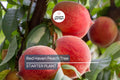 Dwarf Red Haven Peach Tree | Pink Blossoms, Disease-Resistant, Bare Root | Prunus persica, Cold Climate Hardy, Fruit Tree