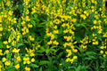 Yellow Wild Indigo Seeds – Baptisia tinctoria Native Perennial Wildflower for Gardens, Borders, Prairie Landscapes