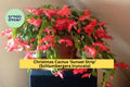 Live Christmas Cactus Starter Plant – Sunset Strip Schlumbergera truncata with Vibrant Orange-Pink Blooms