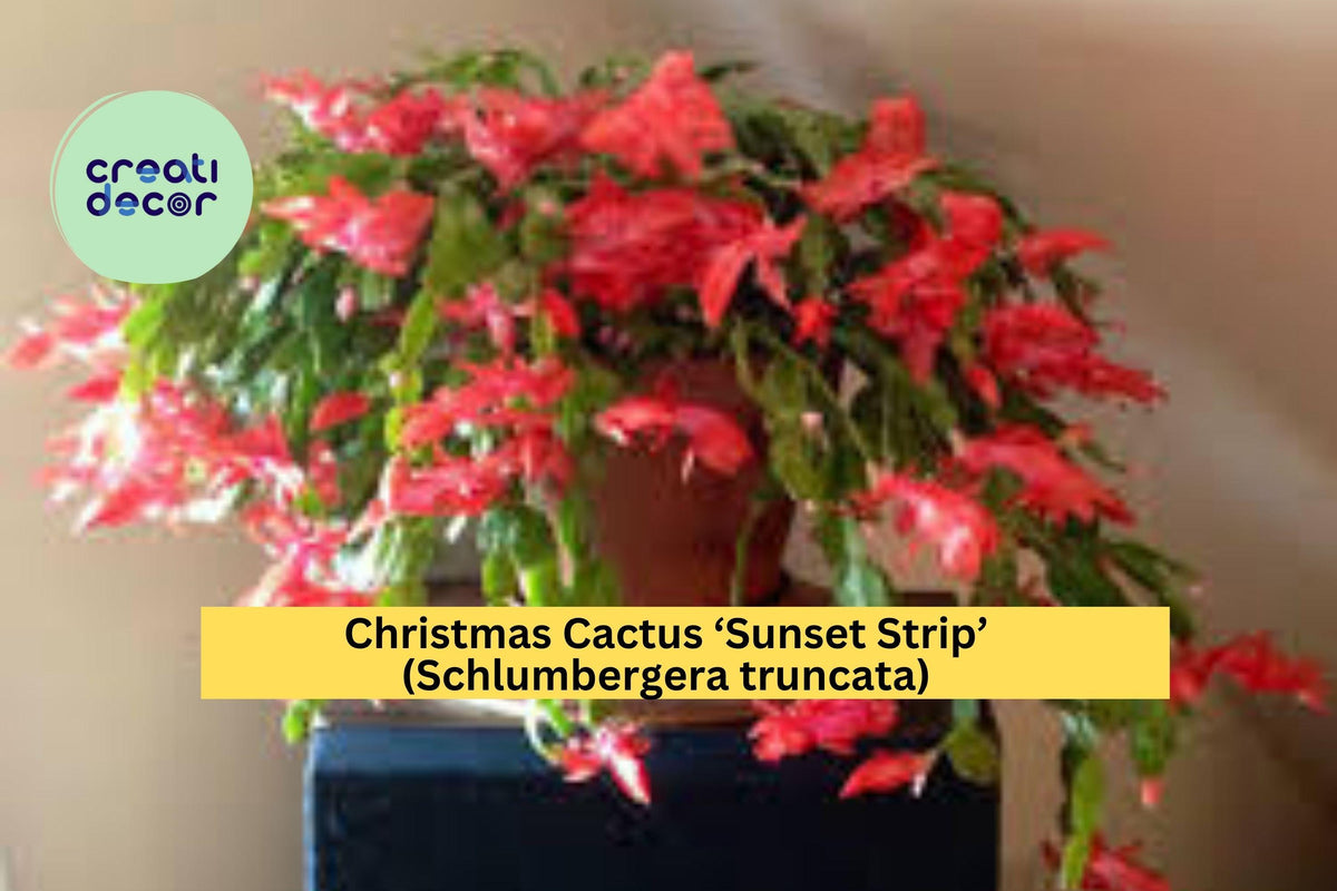 Live Christmas Cactus Starter Plant – Sunset Strip Schlumbergera truncata with Vibrant Orange-Pink Blooms