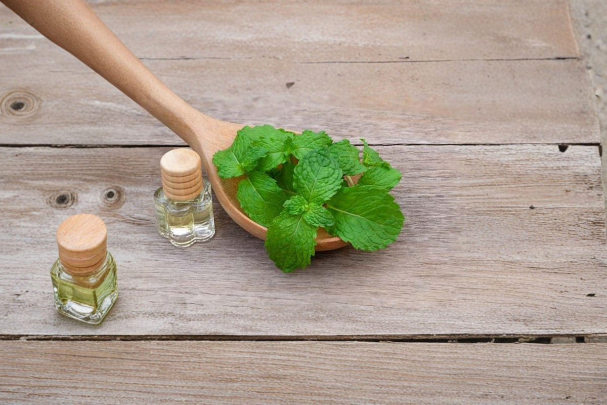 Spearmint Herb Seeds – Mentha spicata, Culinary & Herbal, Easy-to-Grow Perennial, 100 Seeds